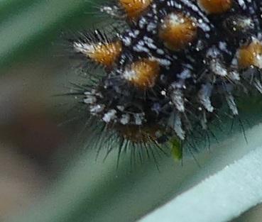 Melitaea didyma